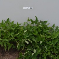 CIP 402938 (plant).jpg