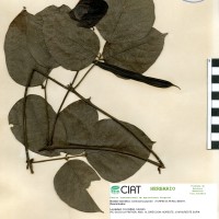 15702 herbarium
