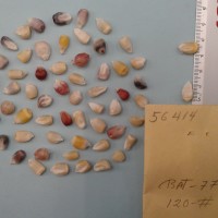 CIMMYTMA 5641 - Reference Inventory.jpg