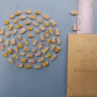 CIMMYTMA 7981 - Reference inventory.jpg