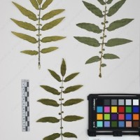 CIP 761164_OCHS 11007_17.jpg