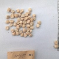 CIMMYTMA 554 - Reference Inventory.jpg