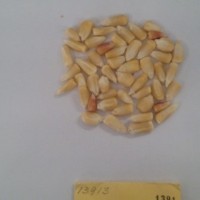 CIMMYTMA 1391 - Reference Inventory.jpg