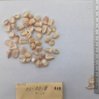 CIMMYTMA 449 - Reference Inventory.jpg