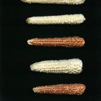 CIMMYTMA 26926 TLAX 427 BA23U-2903-42 C.jpg