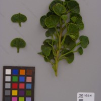 CIP 201064 Herbarium