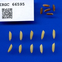 IRGC 66595 Seed Photo