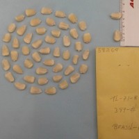 CIMMYTMA 5826 - Reference Inventory.jpg