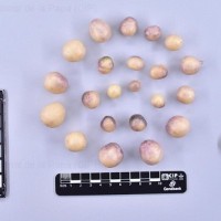 CIP 761507_OCHS 13144_med_T(i).jpg