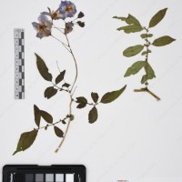 CIP 765690_RPSP 001_08.jpg