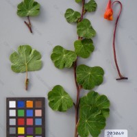 CIP 203069 Herbarium