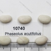 10740_Seed.jpg
