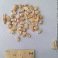 CIMMYTMA 303 - Reference Inventory.jpg