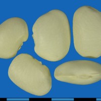 G35303 seed.jpg