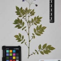 CIP 760034_OCH 2032_04.jpg