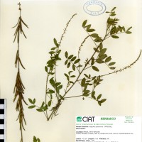 9748 herbarium