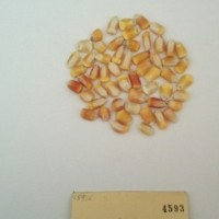 CIMMYTMA 4593 - Reference Inventory.jpg