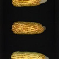 CIMMYTMA 21440 PAZM 04025 AF23A-0903-98 E.jpg