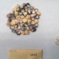 CIMMYTMA 2699 - Reference Inventory.jpg