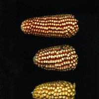 CIMMYTMA 24869 APUC 113 TC24U-2903-276 E1.jpg