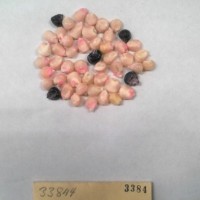 CIMMYTMA 3384 - Reference Inventory.jpg