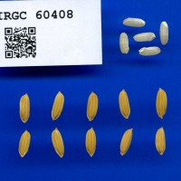 IRGC 60408 Seed Photo