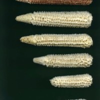 CIMMYTMA 27536 GUAT 1028 GD21B-6903-142 C.jpg