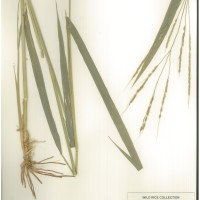 IRGC 100881 Herbarium