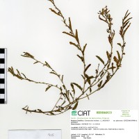 915 herbarium