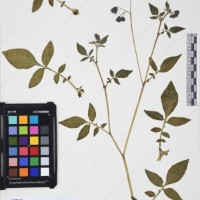 CIP 761459_OCH 12099_09.jpg