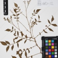 CIP 762335_OCHS 15599_04.jpg