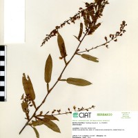 33423 herbarium