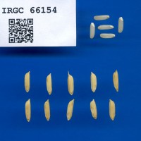 IRGC 66154 Seed Photo