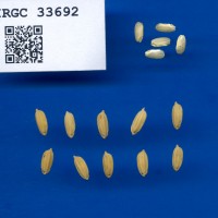 IRGC 33692 Seed Photo