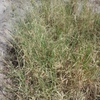 10101_Plant.jpg