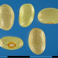 G18962 seed.jpg