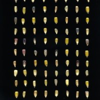 CIMMYTMA 8455 HIDA 92 BA21U-2903-212 K_compress.jpg