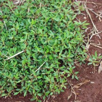 Stylosanthes humilis 12371f.JPG