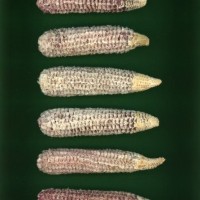 CIMMYTMA 1714 PANA 81 AF23A-0903-196 C.jpg