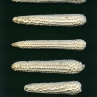 CIMMYTMA 5896 OAXA 353 GD21B-6903-79 C.jpg