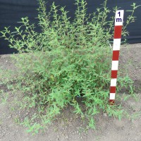 8245 plant