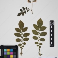 CIP 760363_HHCH 5233_04.jpg