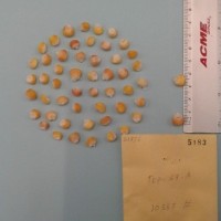 CIMMYTMA 5183 - Reference Inventory.jpg