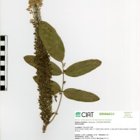 21183 herbarium