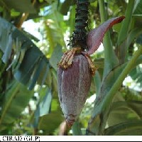 6.5.12 - Bract behaviour before falling