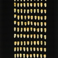 CIMMYTMA 19433 VERA 503 BA22U-2903-104 K.jpg