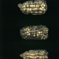 CIMMYTMA 20490 BOZM 1514 TC22U-2903-69 E.jpg