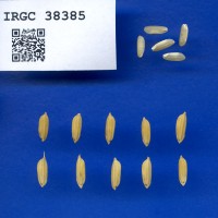 IRGC 38385 Seed Photo