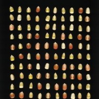 CIMMYTMA 5783 BRAZ 1488 AF22A-0903-66 K_compress.jpg