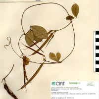15148 herbarium